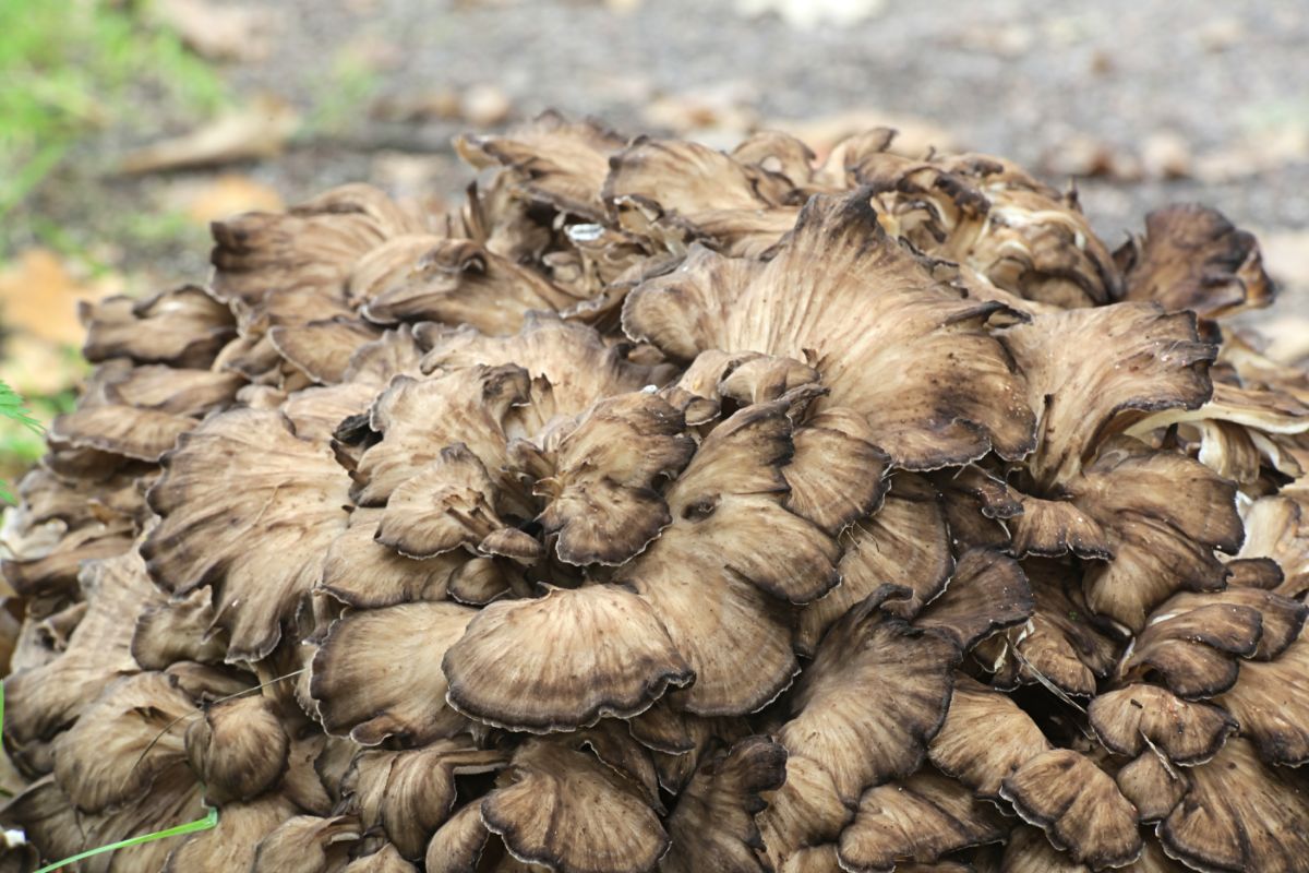 maitake mushroom fronds up close