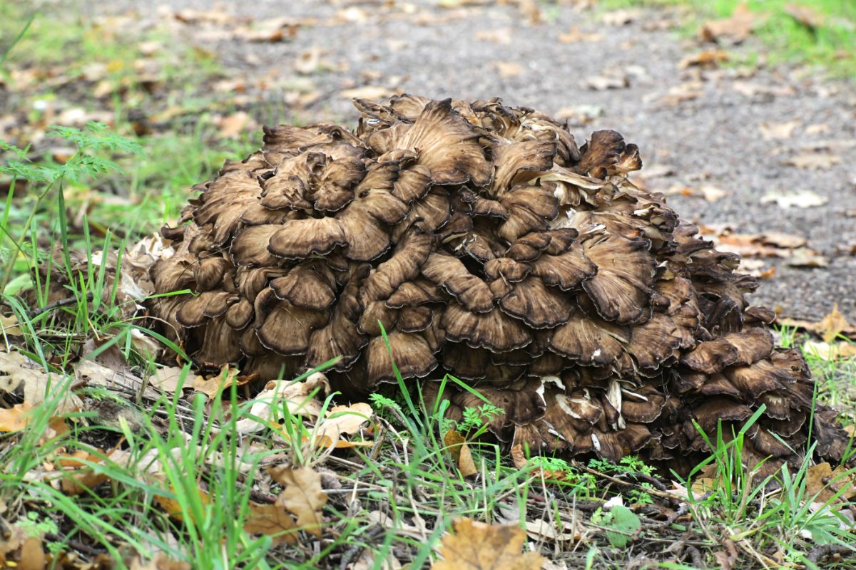 hen of woods on ground