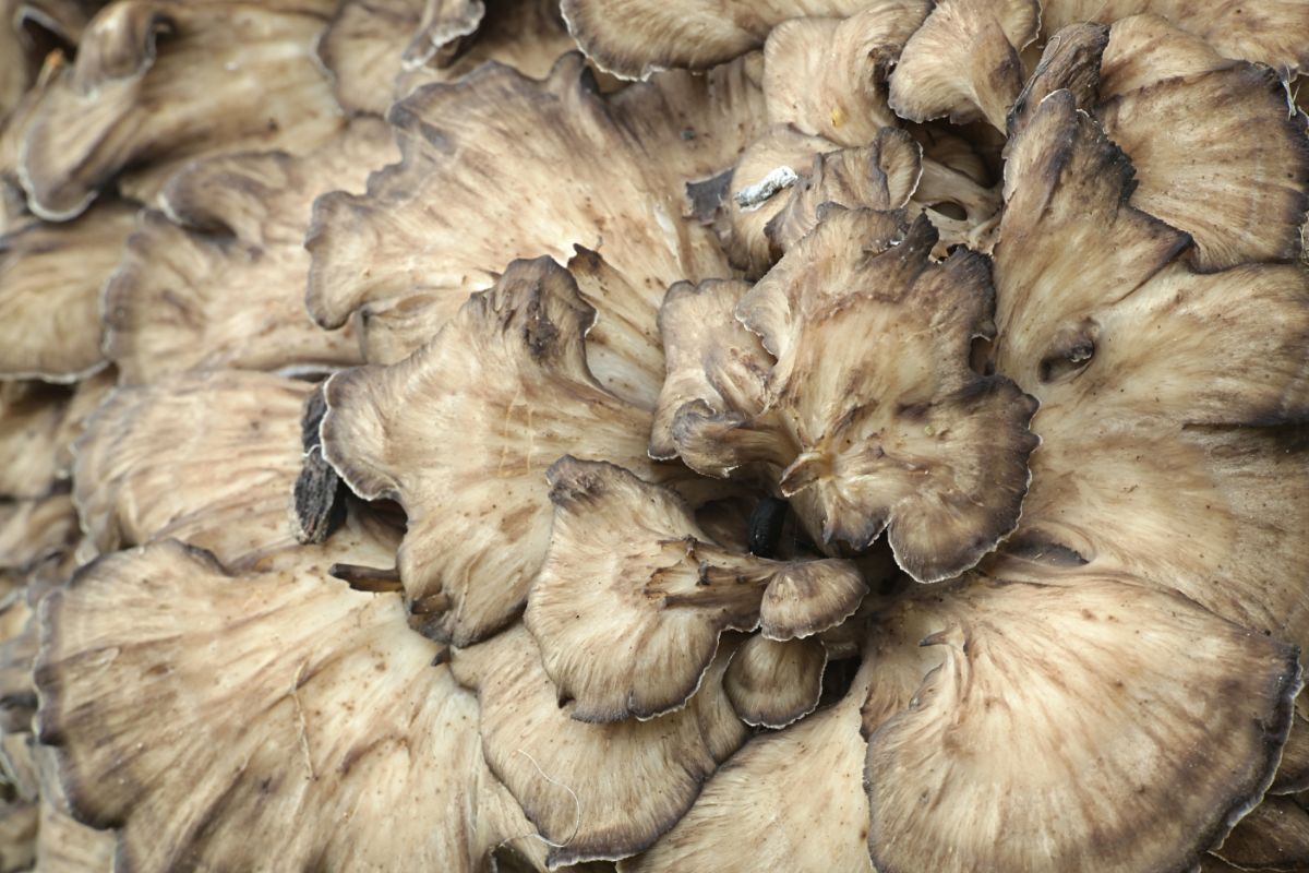close up hen of the woods