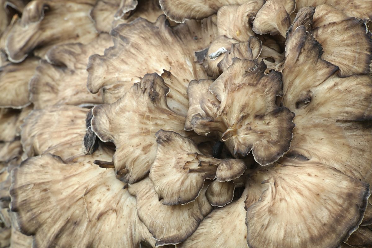 hen of the woods fronds