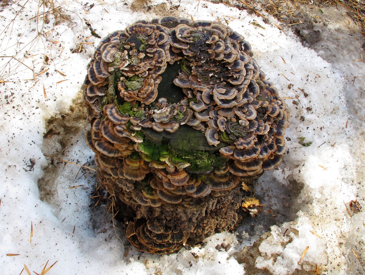 turkey tail