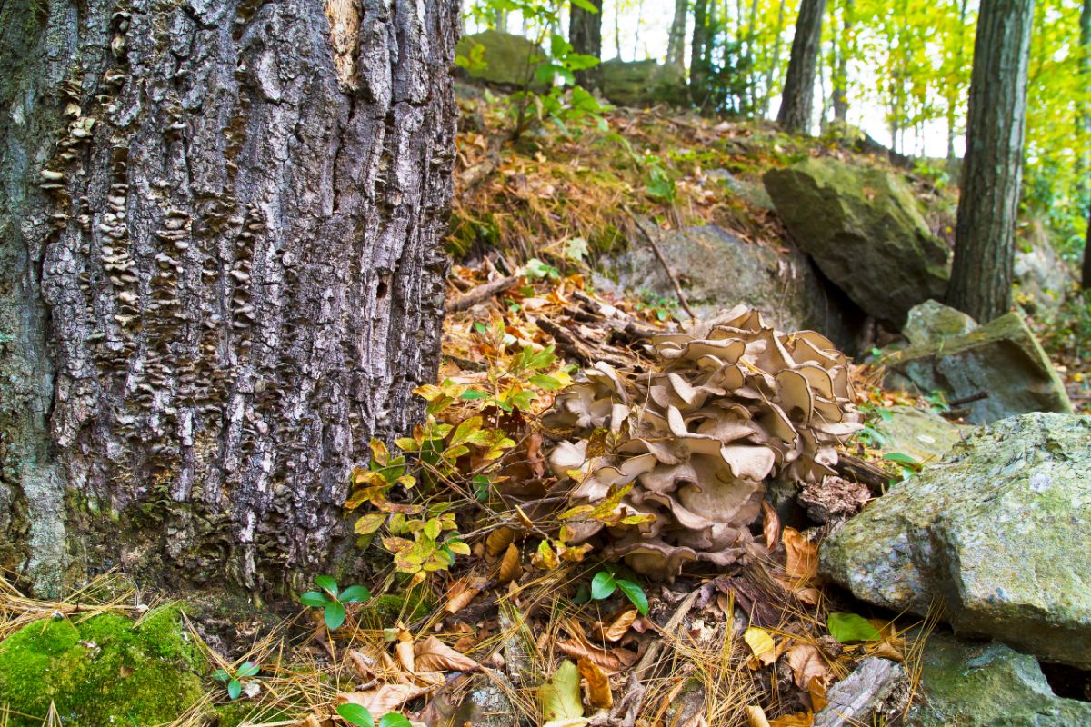maitake mushroom at base of tree