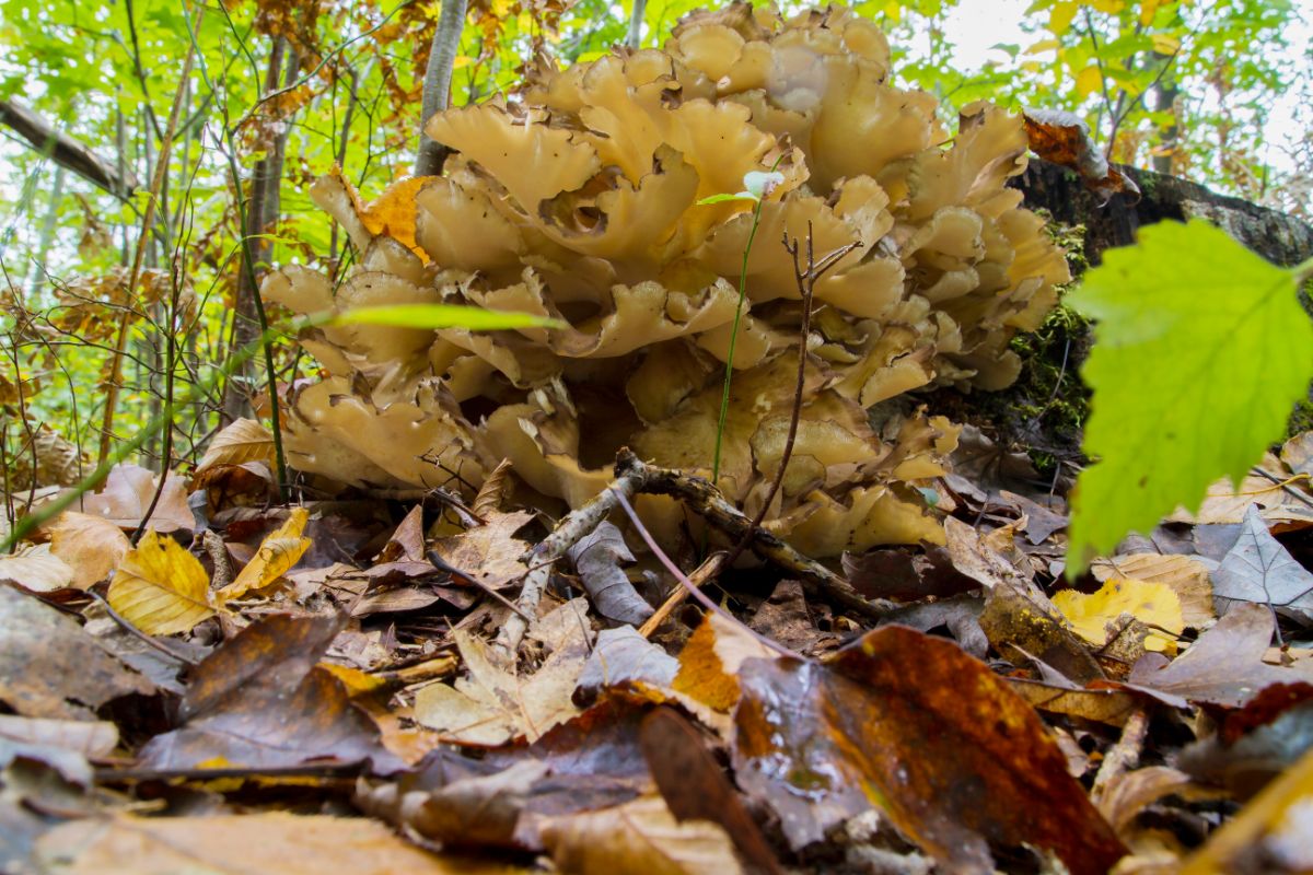 massive maitake mushroom