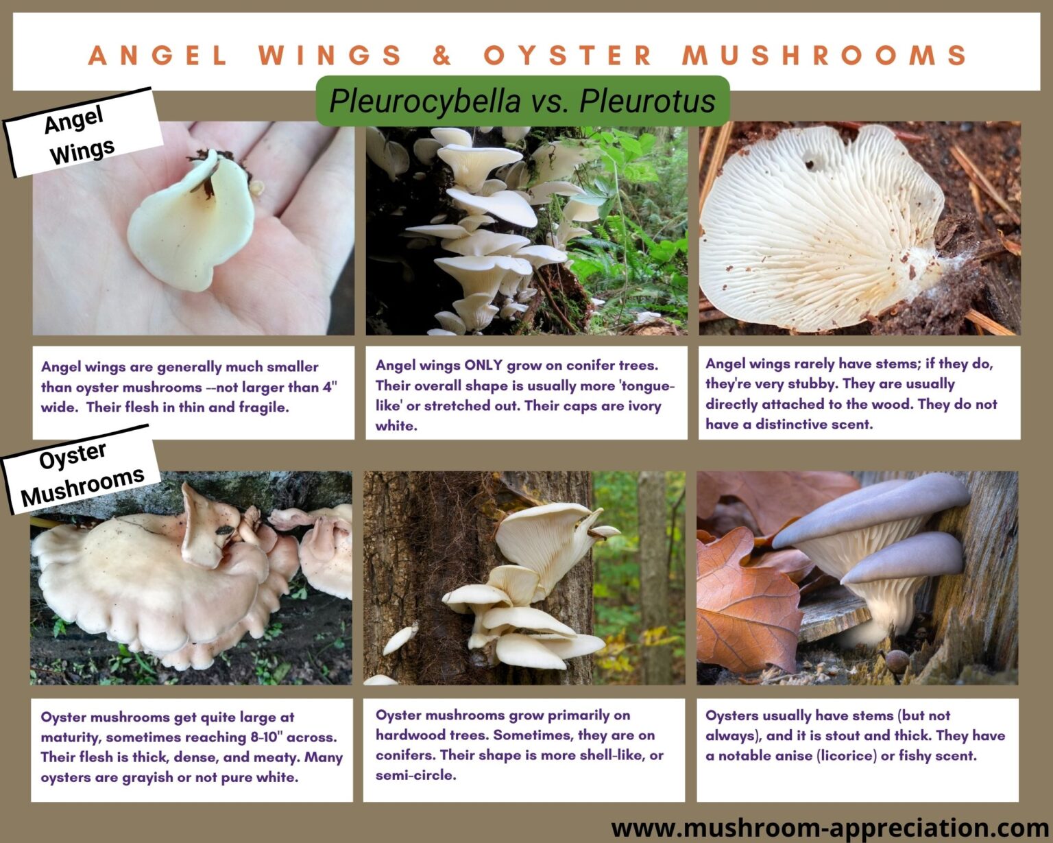 Angel Wings Identification and Controversy Mushroom Appreciation