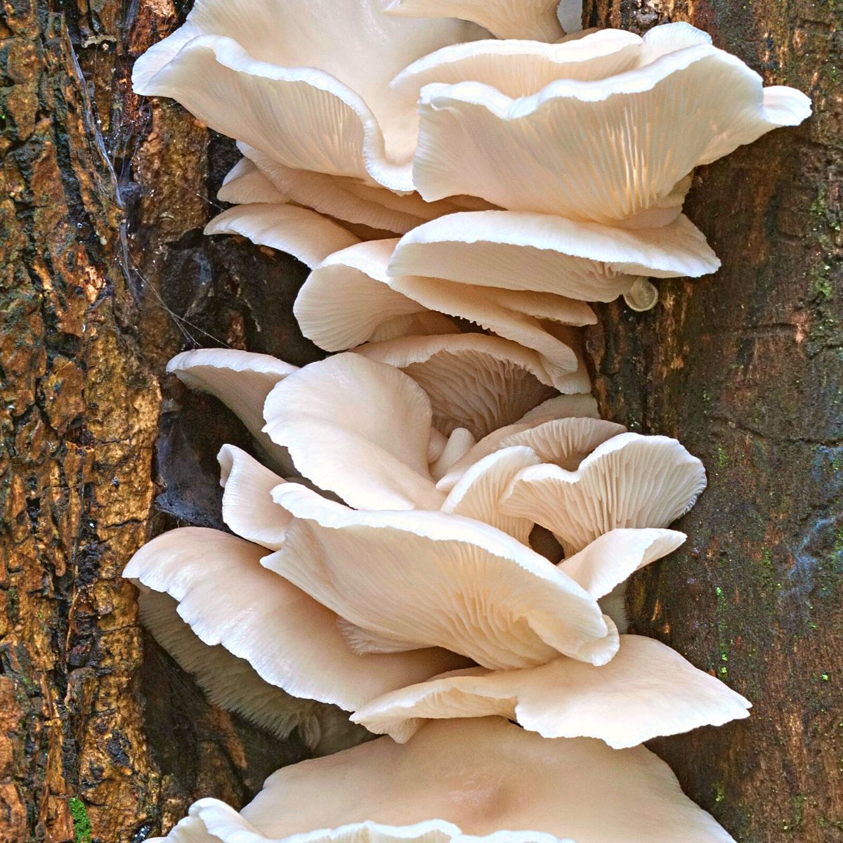 Phoenix oyster mushrooms