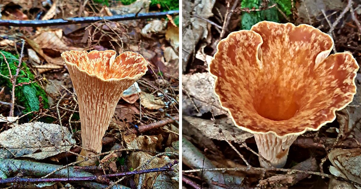 Scaly Vase Mushroom Identification and Lookalikes Mushroom Appreciation