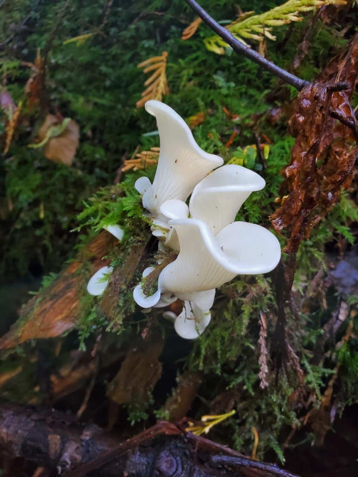 Pleurocybella porrigens on a log