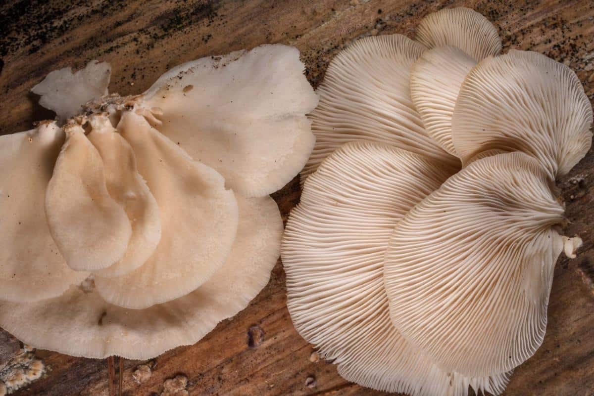 angel wings mushroom