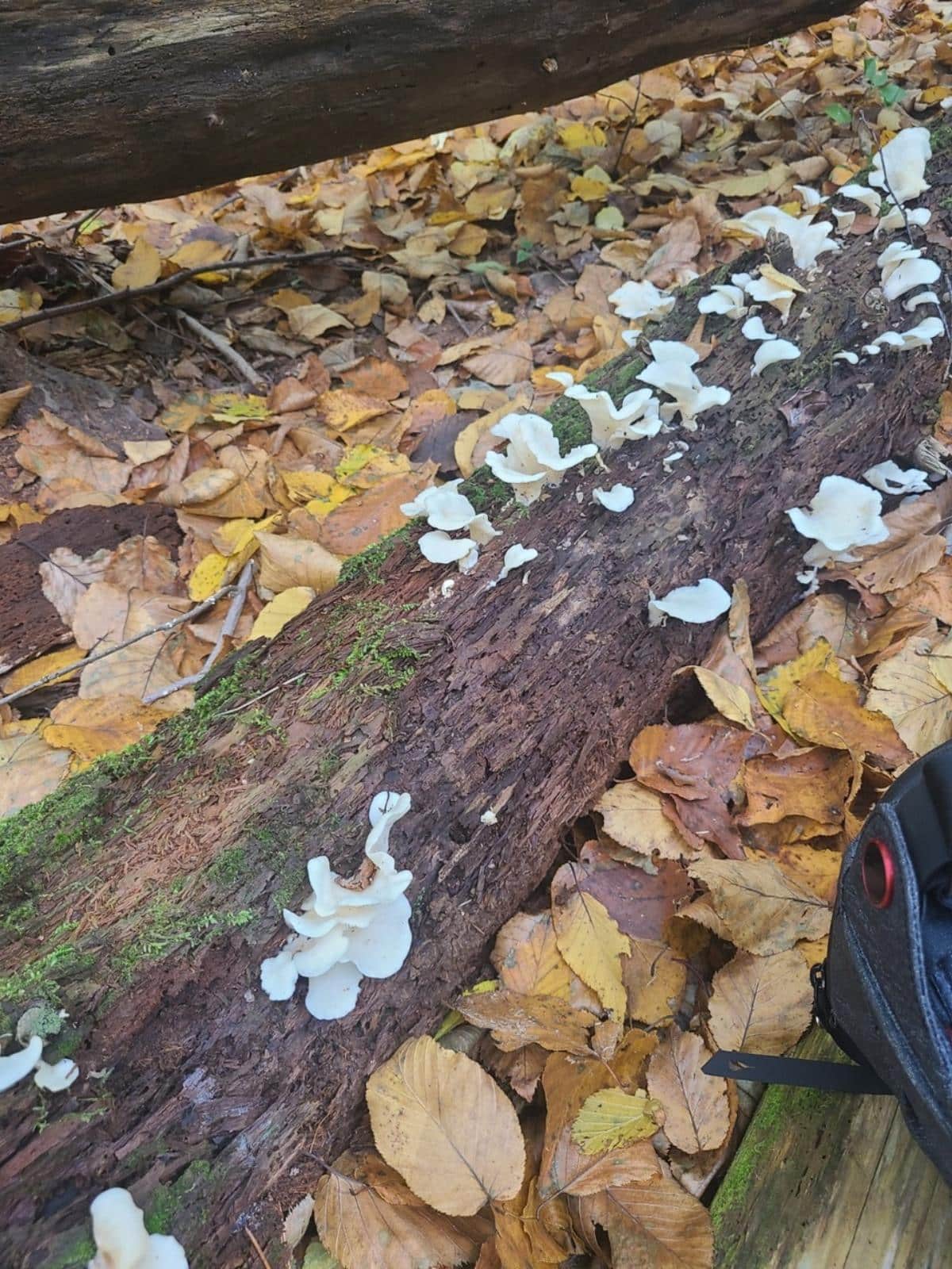 angel wings mushroom