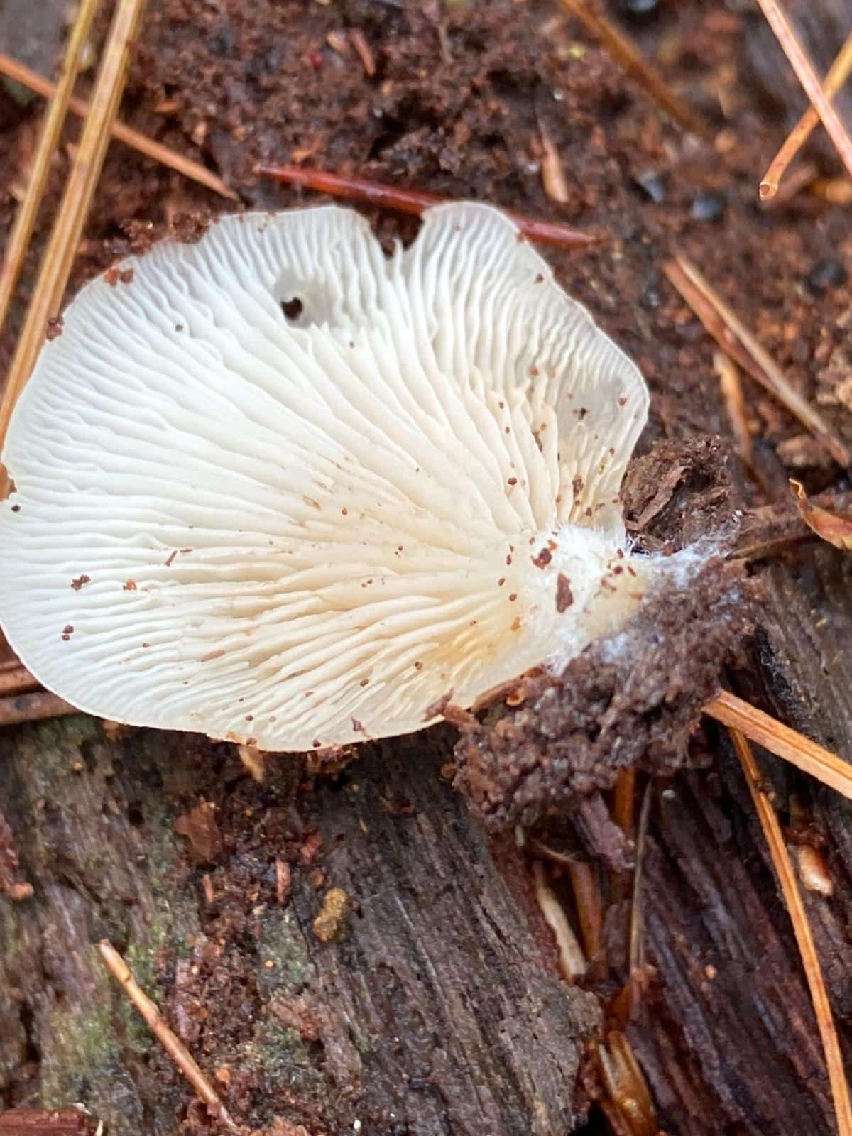 Pleurocybella porrigens gills