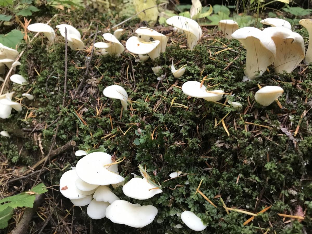 Angel Wings: Identification and Controversy - Mushroom Appreciation