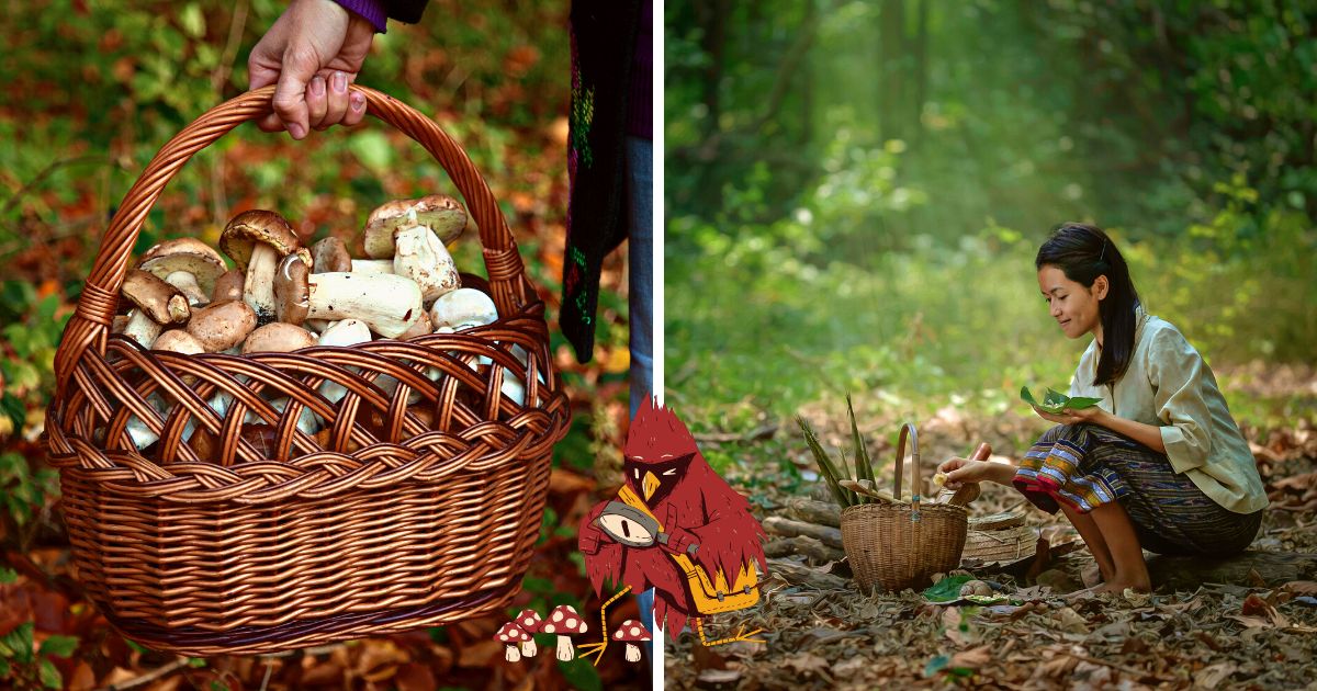 The Best Mushroom Identification Books By Region - Mushroom Appreciation