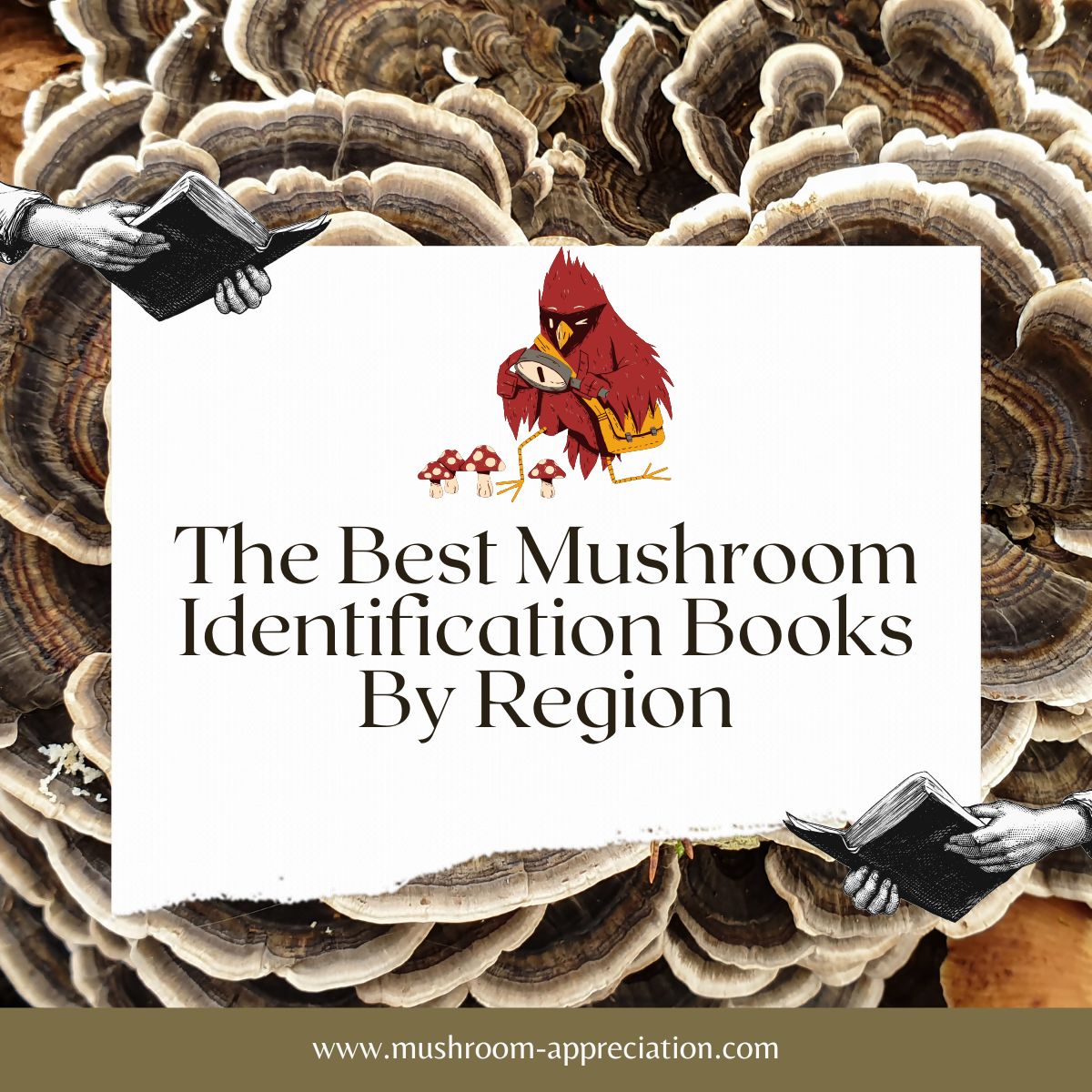 The Best Mushroom Identification Books BY Region