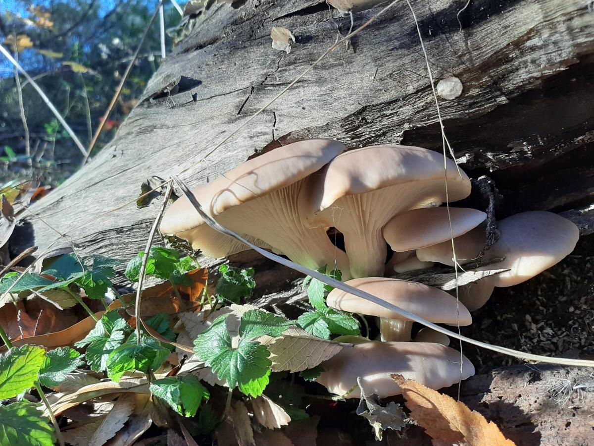 gray oyster mushroom