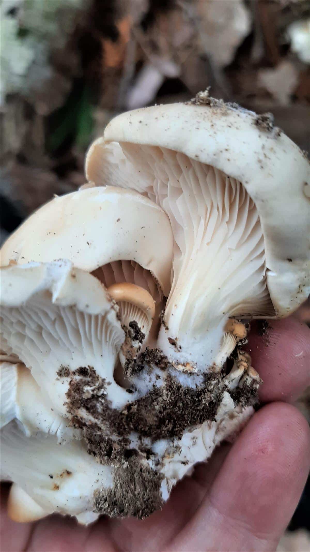 Pleurotus ostreatus gills