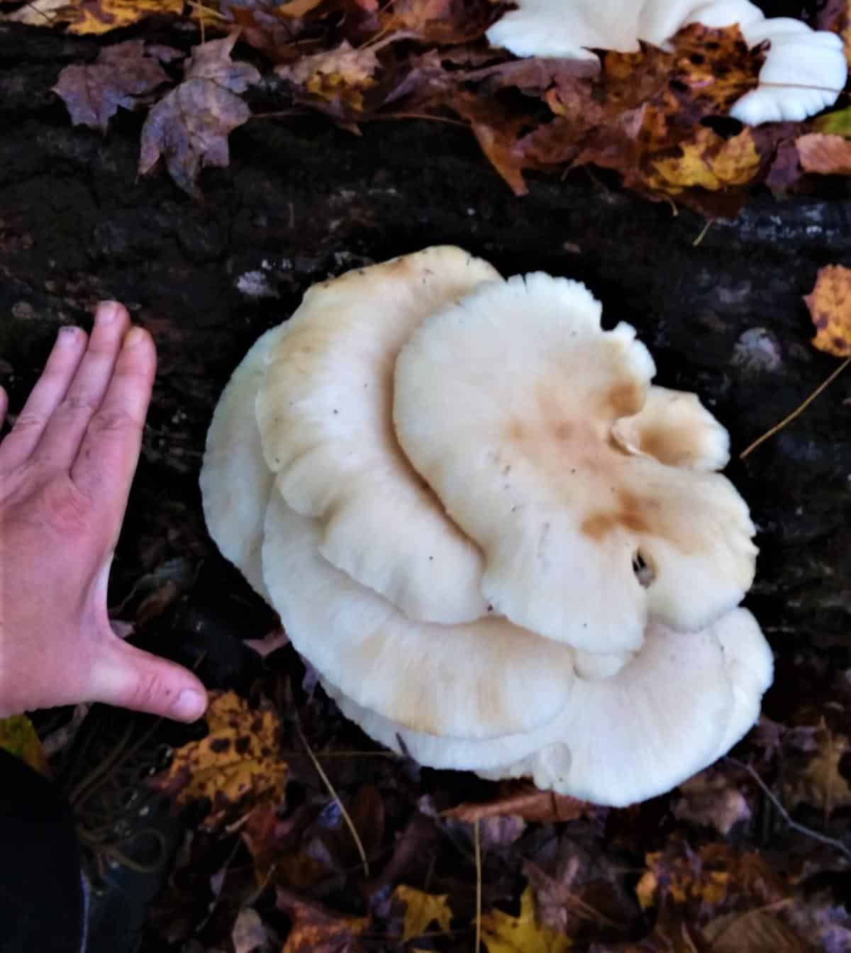 group of oysters with hand for size comparison