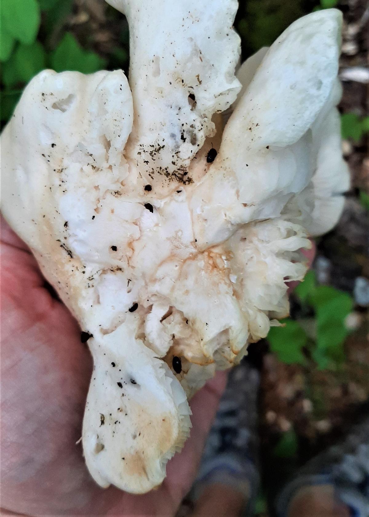 black beetles on oyster mushroom