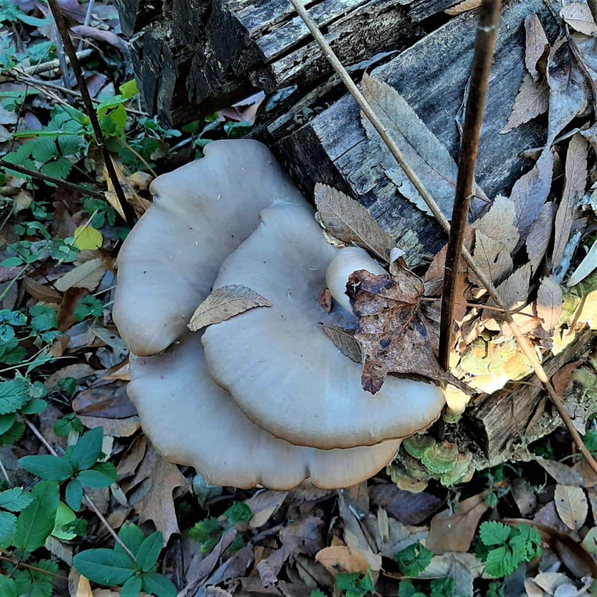 oyster mushrooms on wood