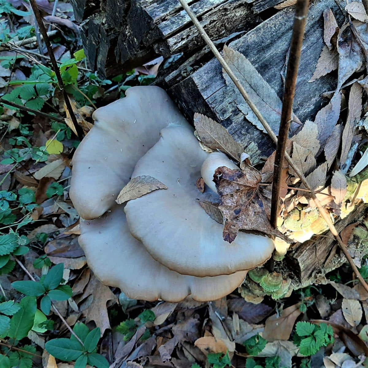 oyster mushrooms