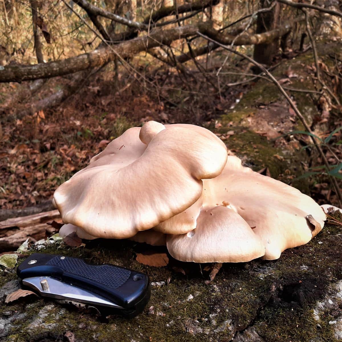 Oyster mushrooms on a log