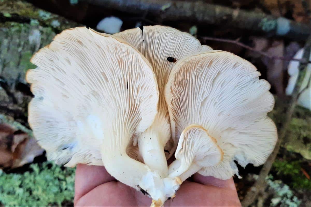gills on oyster fungi