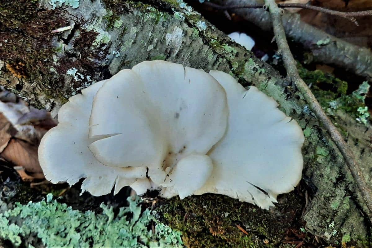 oysters growing on a log