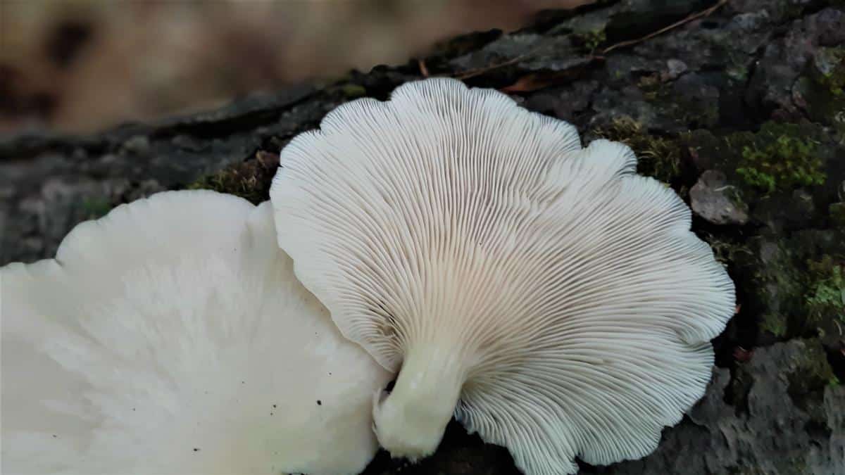 oyster mushroom gills