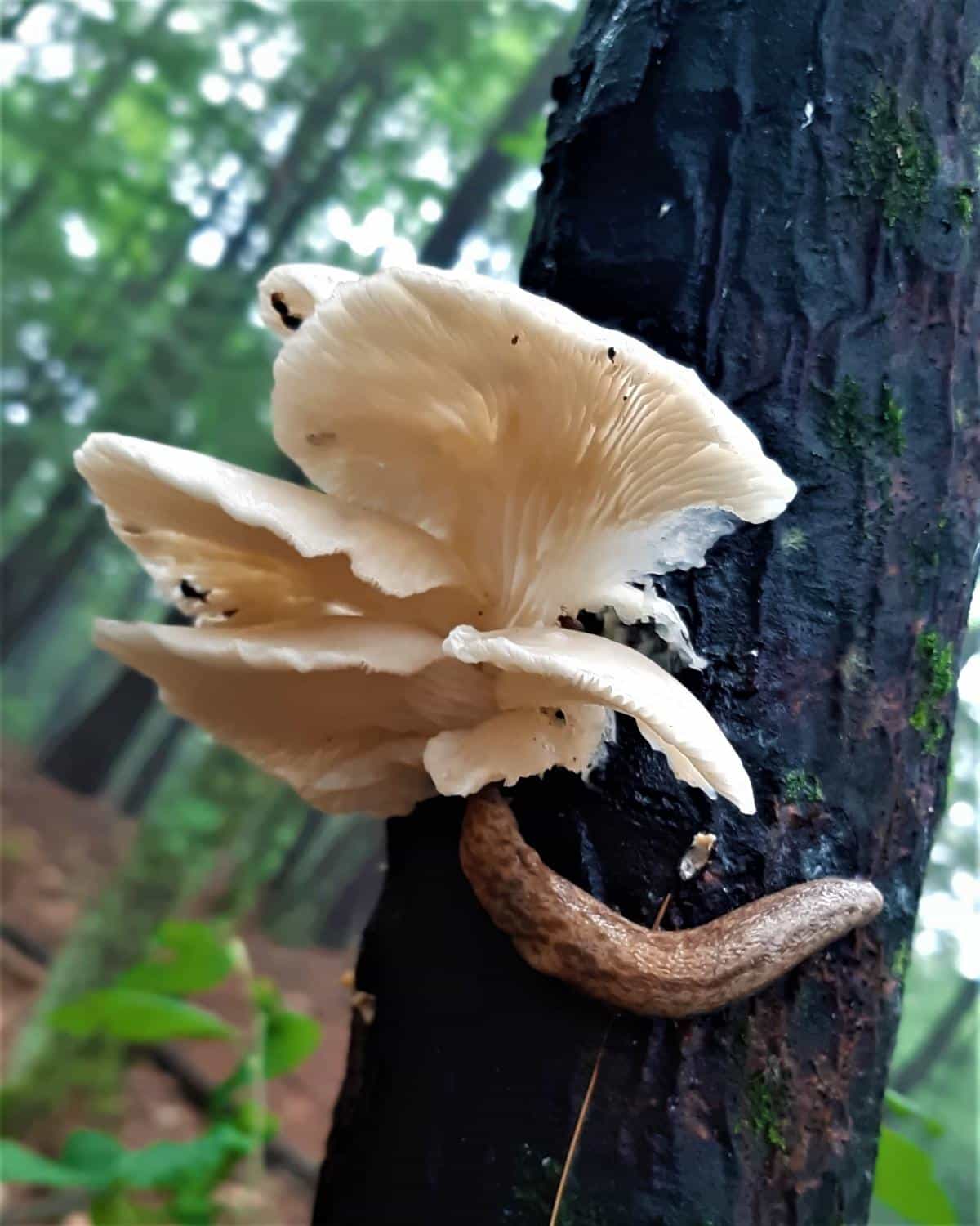 bugs and slugs on oyster mushrooms