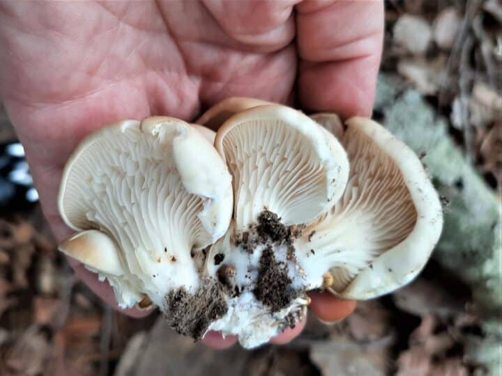Oyster Mushroom Identification, Foraging, and Cooking Mushroom