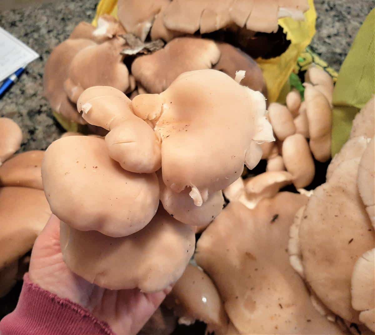 oyster mushrooms