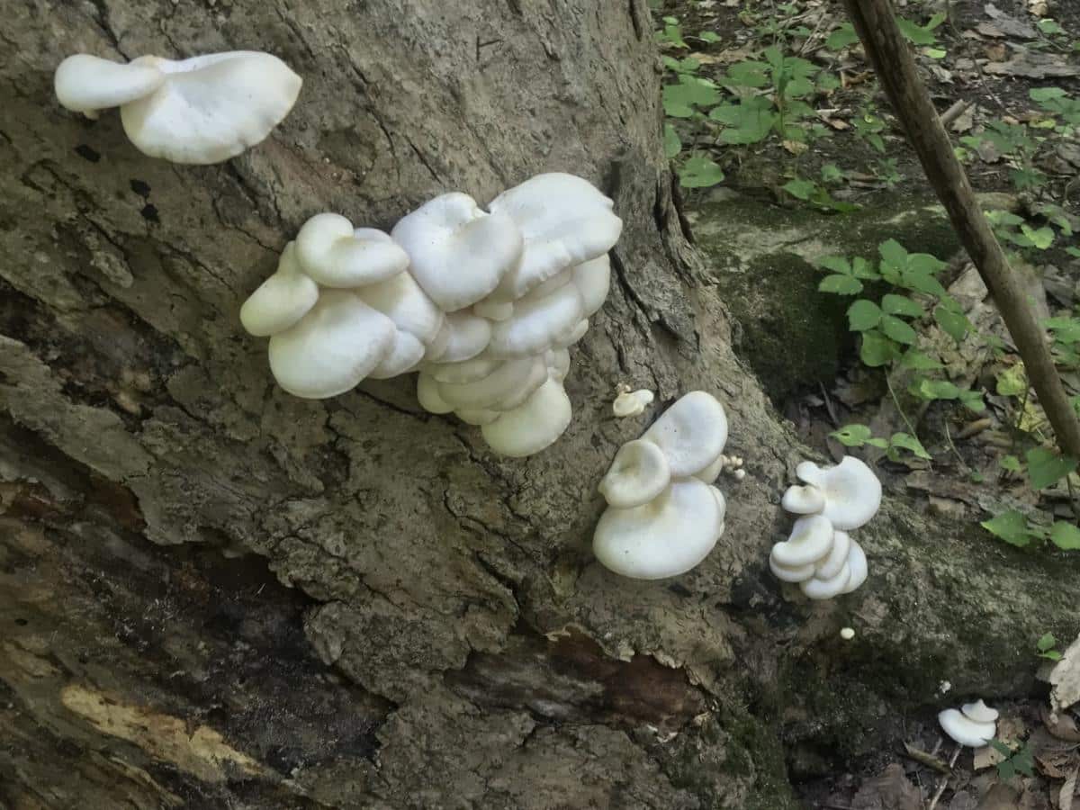 oyster mushroom on a tree