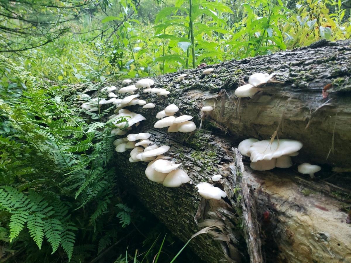 Pleurotus pulmonarius growing on a log