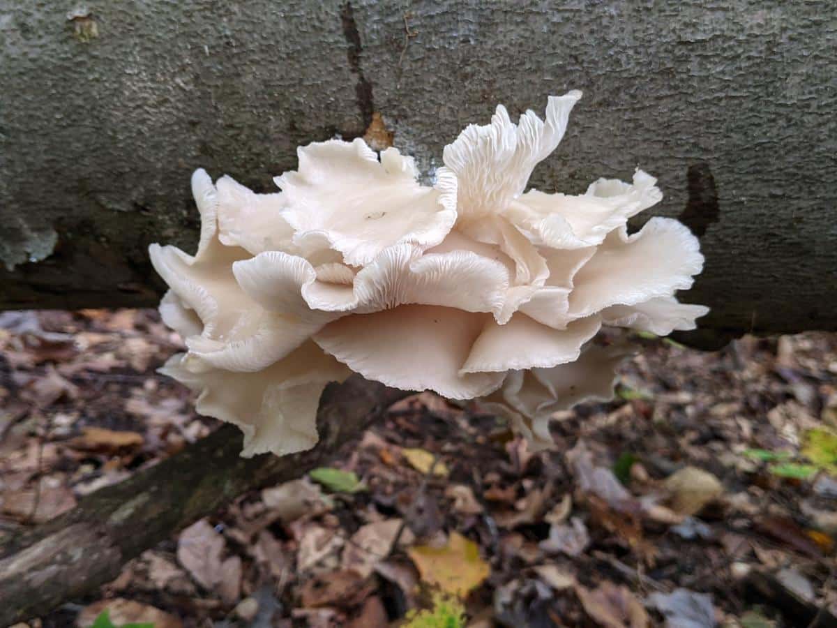 Phoenix oyster mushroom on a log
