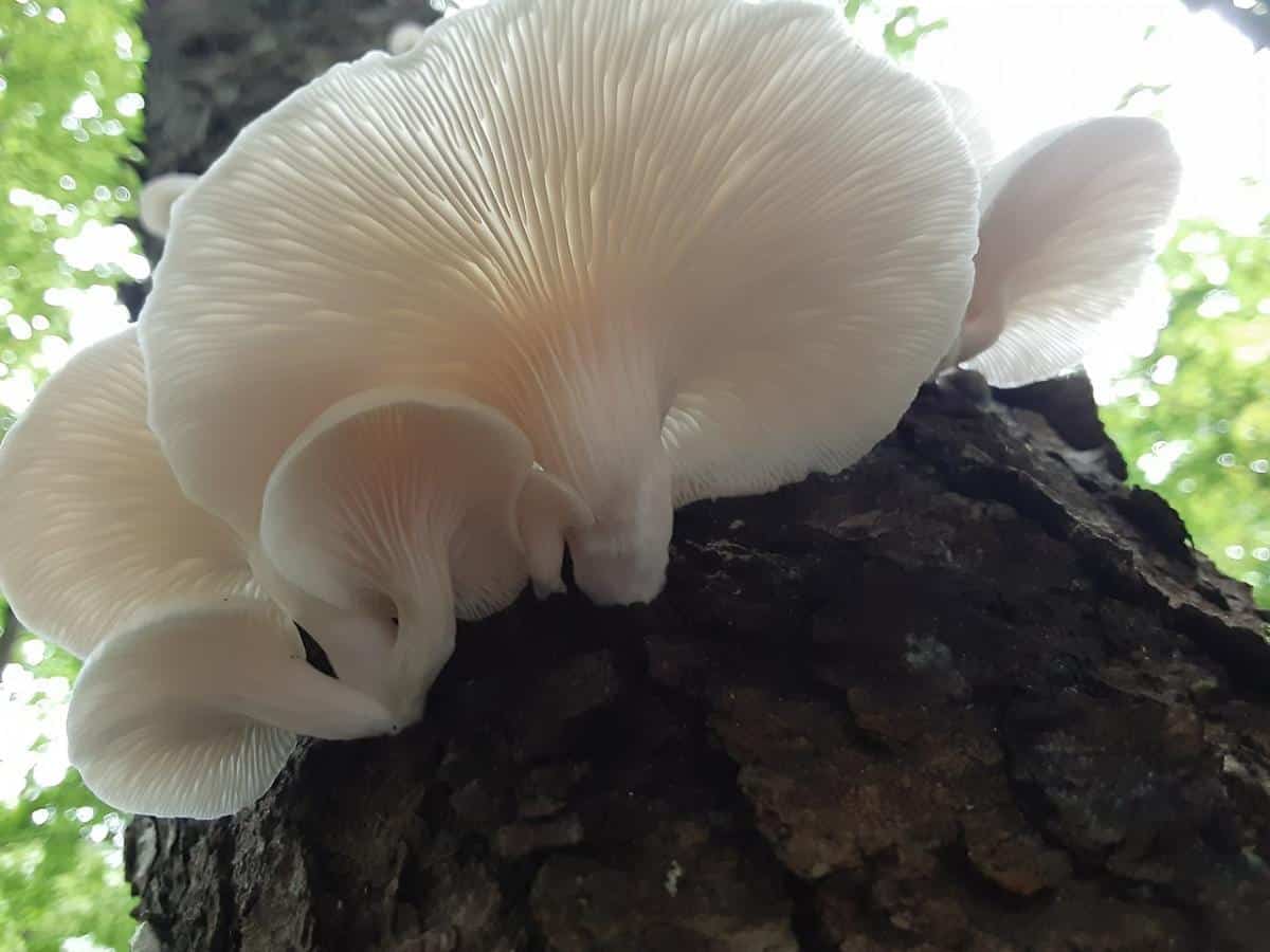 oyster mushroom gills