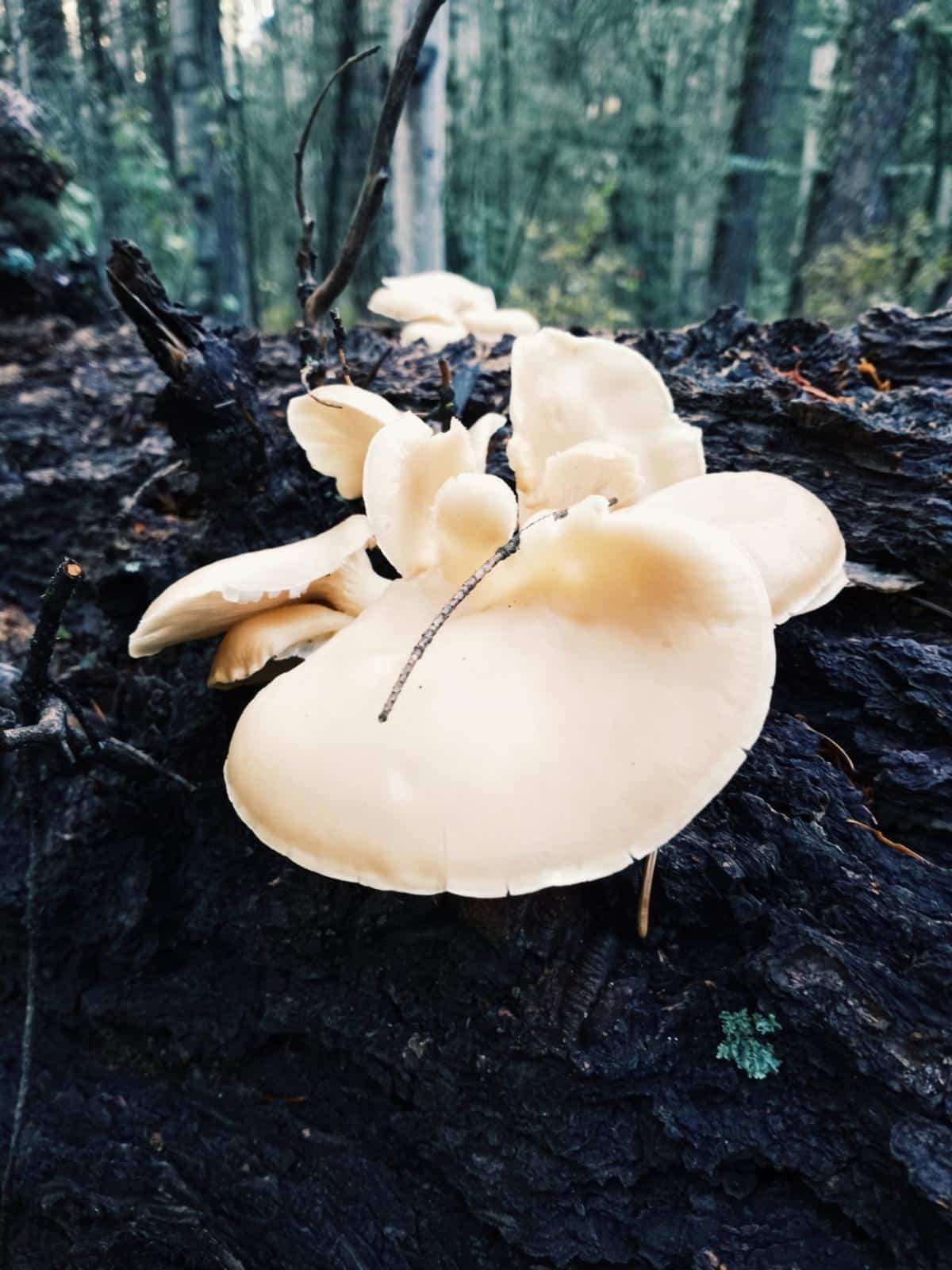 Pleurotus pulmonarius