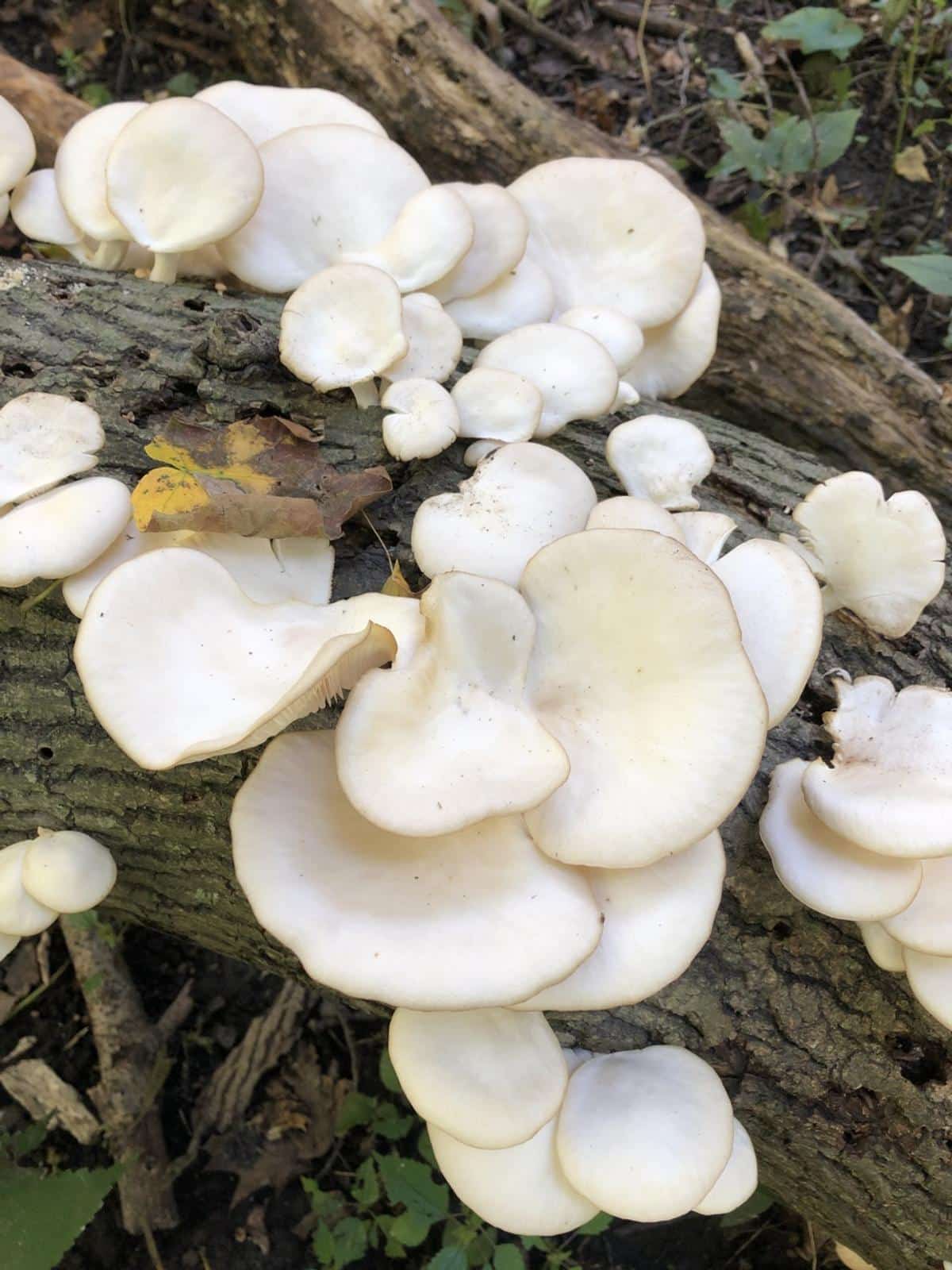 Phoenix oyster mushroom