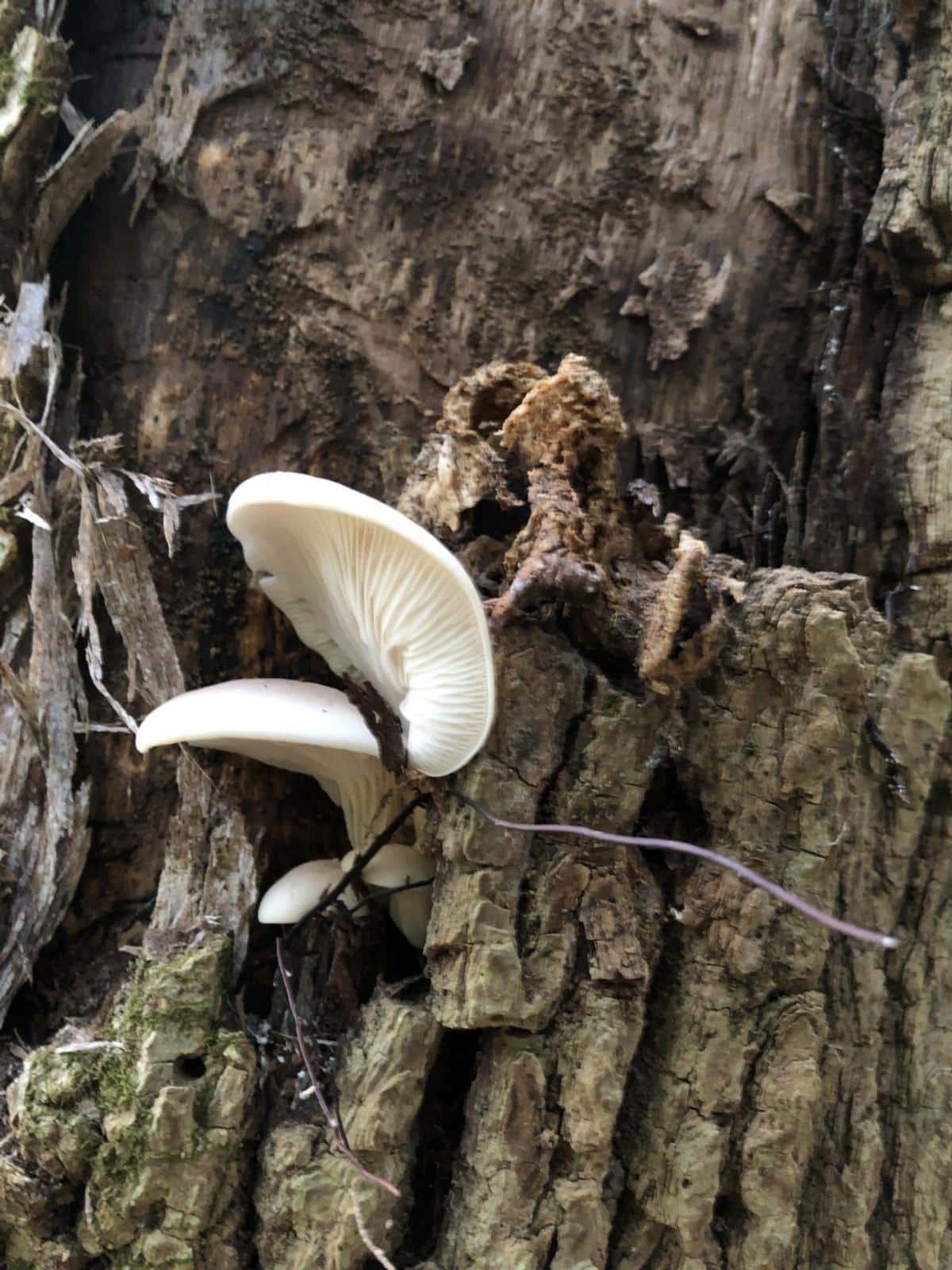 oyster in tree