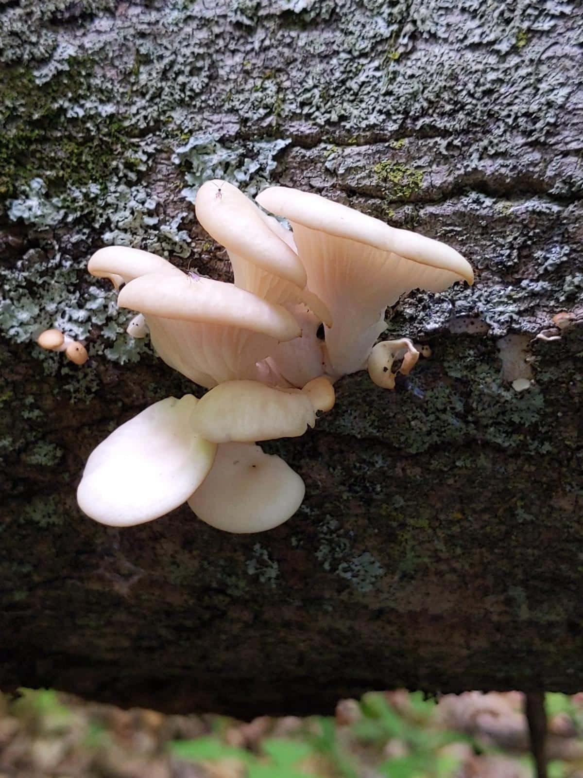 young Pleurotus pulmonarius