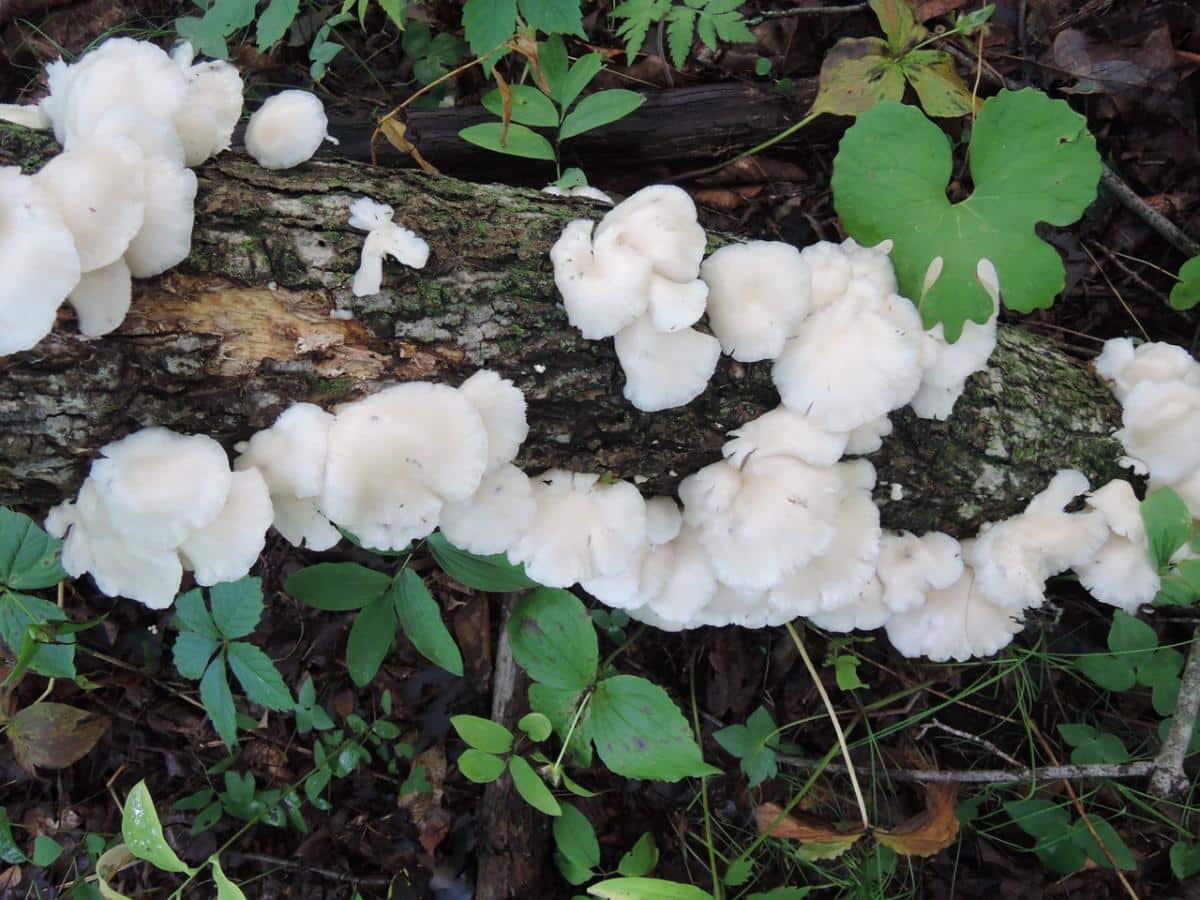 Pleurotus pulmonarius