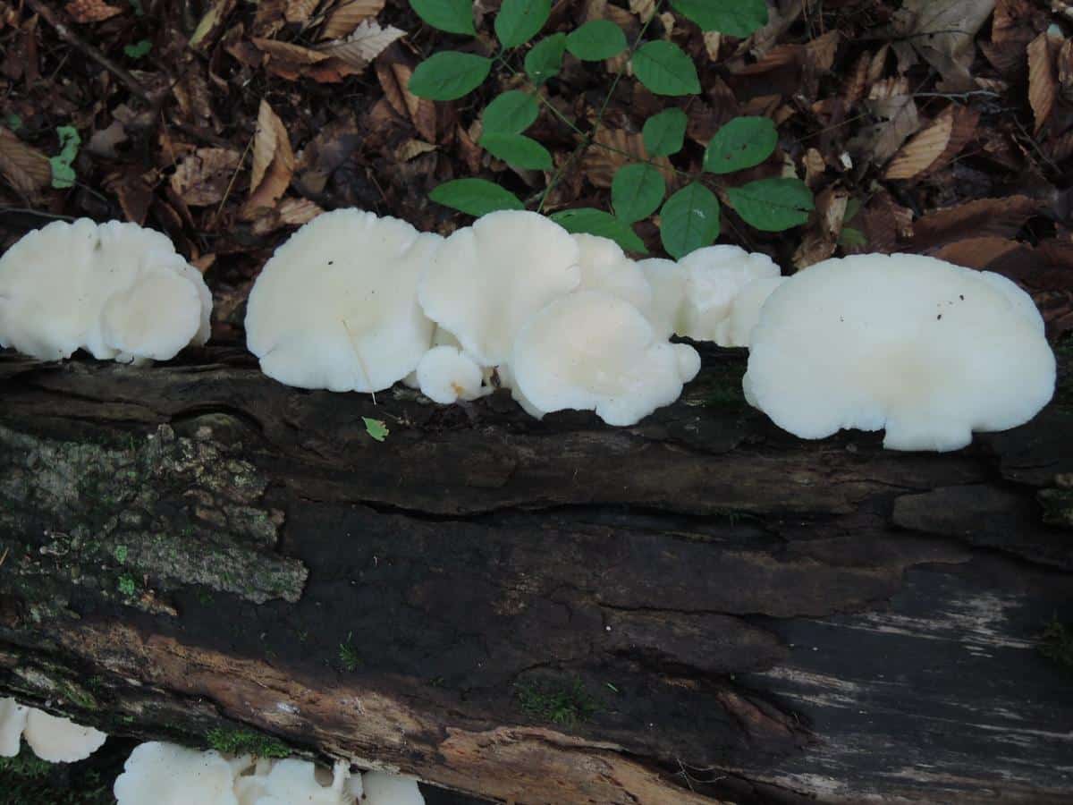 Pleurotus pulmonarius