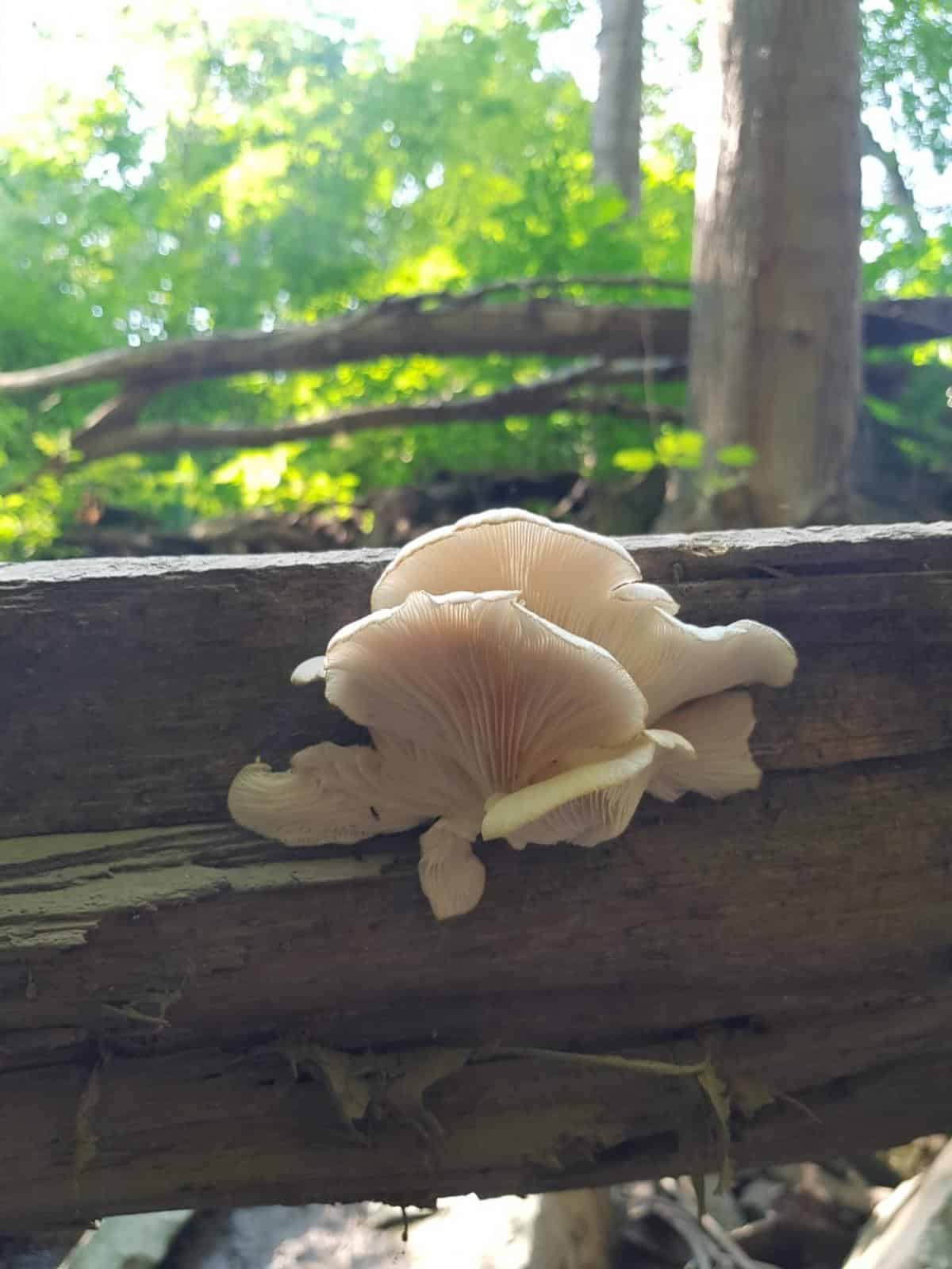 oyster mushroom fruiting