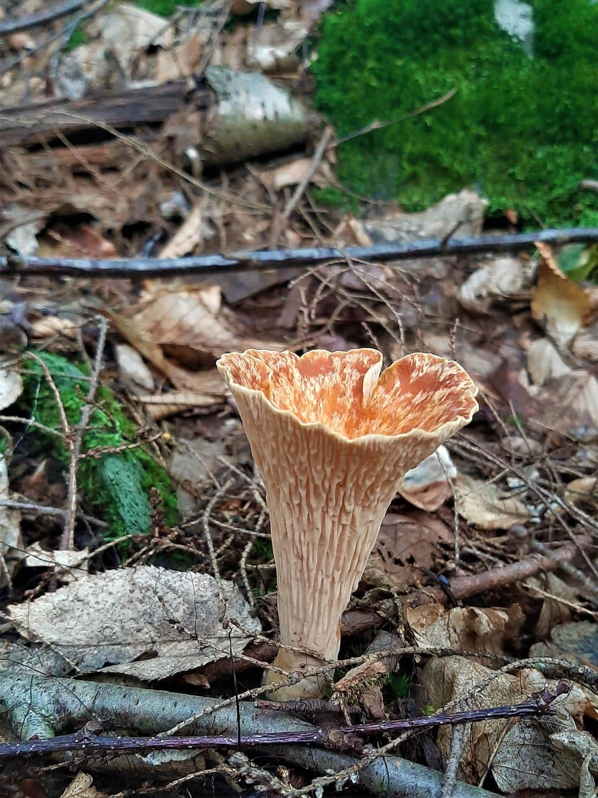 scaly vase mushroom