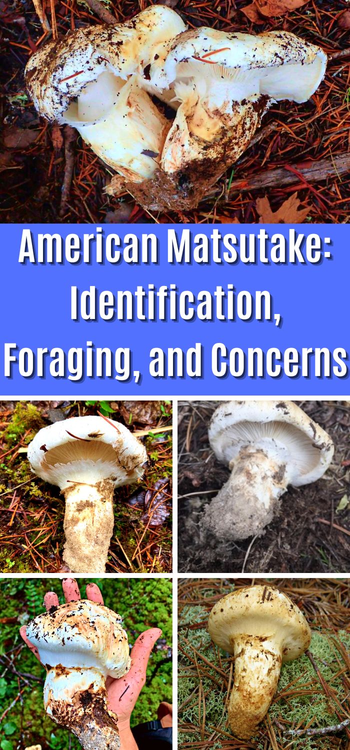 American Matsutake Identification, Foraging, and Concerns Mushroom
