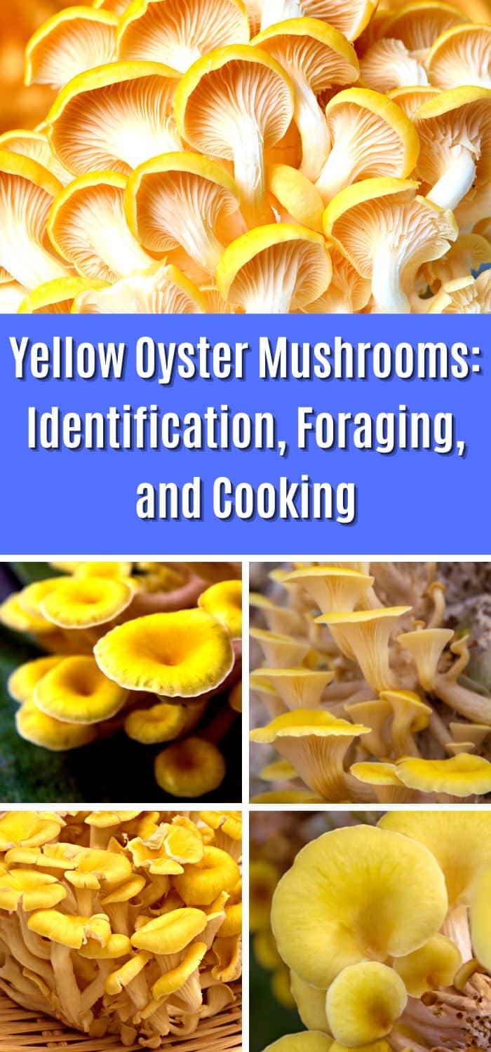 Yellow Oyster Mushrooms Identification, Foraging, and Cooking