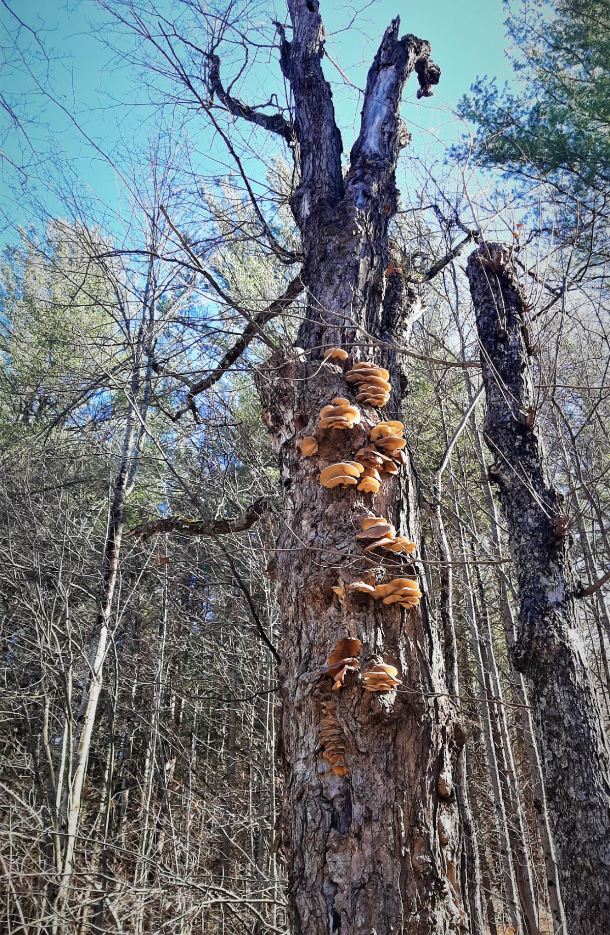 huge fruiting of late fall oysterlings