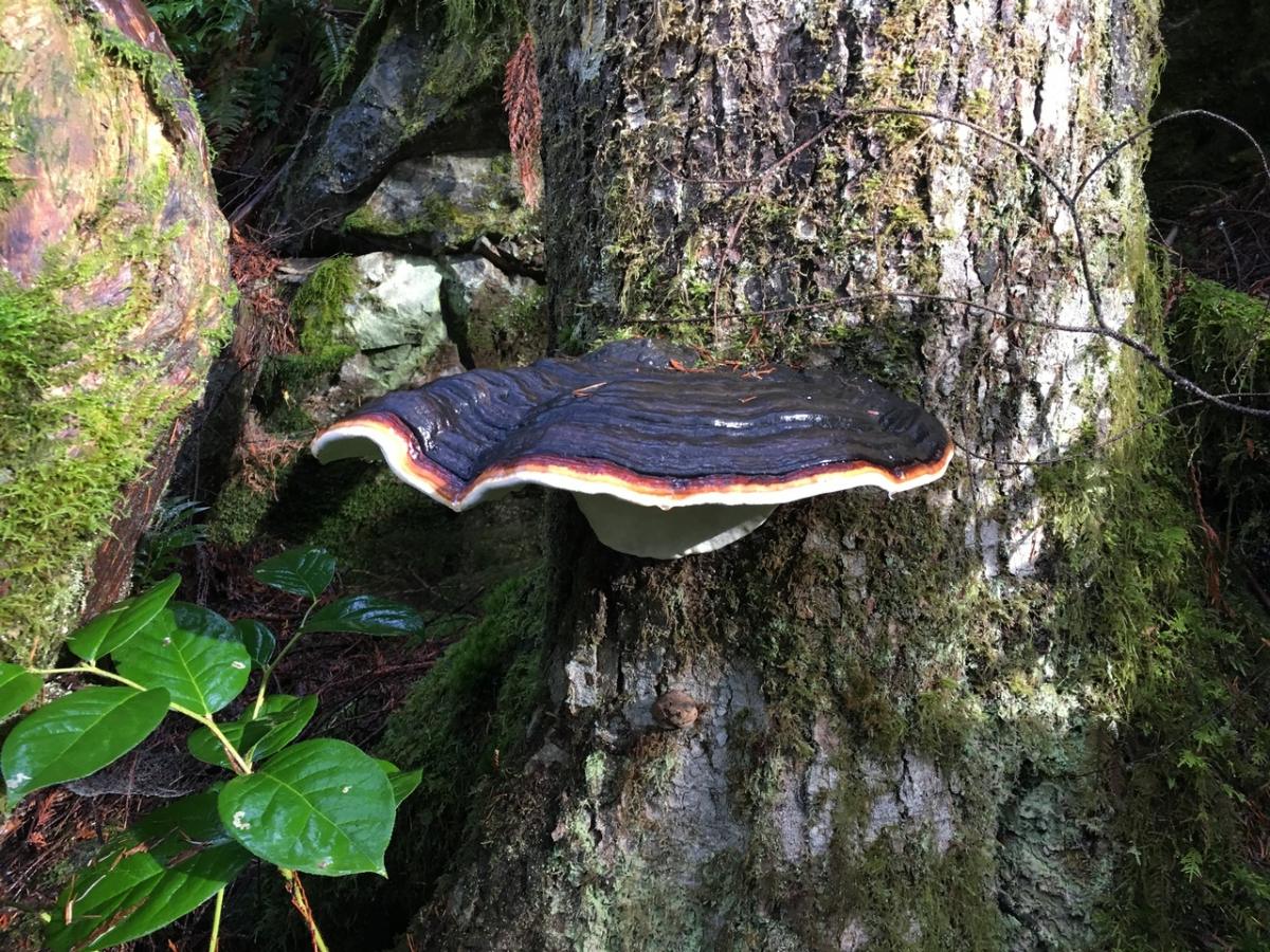 Red belted Polypore mature