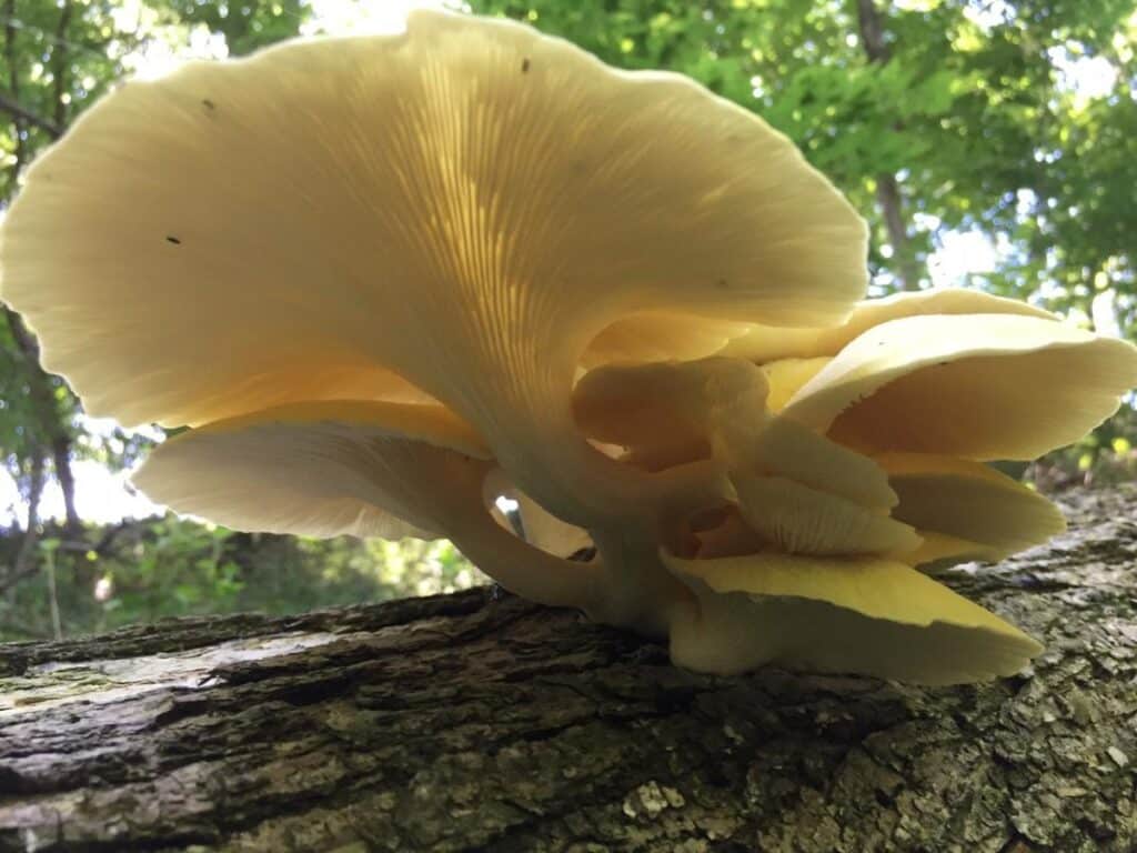 Yellow Oyster Mushrooms Identification, Foraging, and Cooking