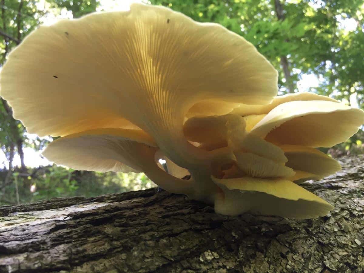 gills of golden oyster