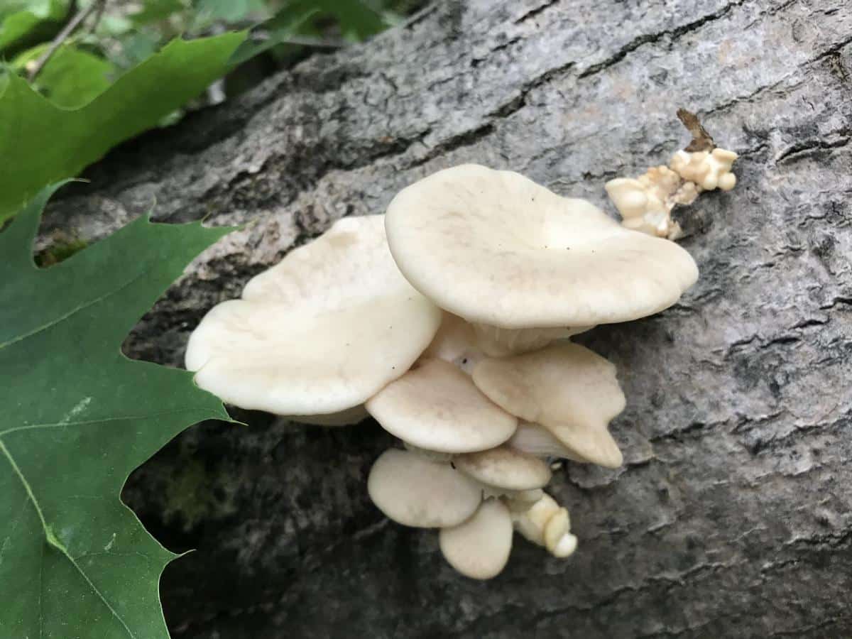 aspen oyster mushroom