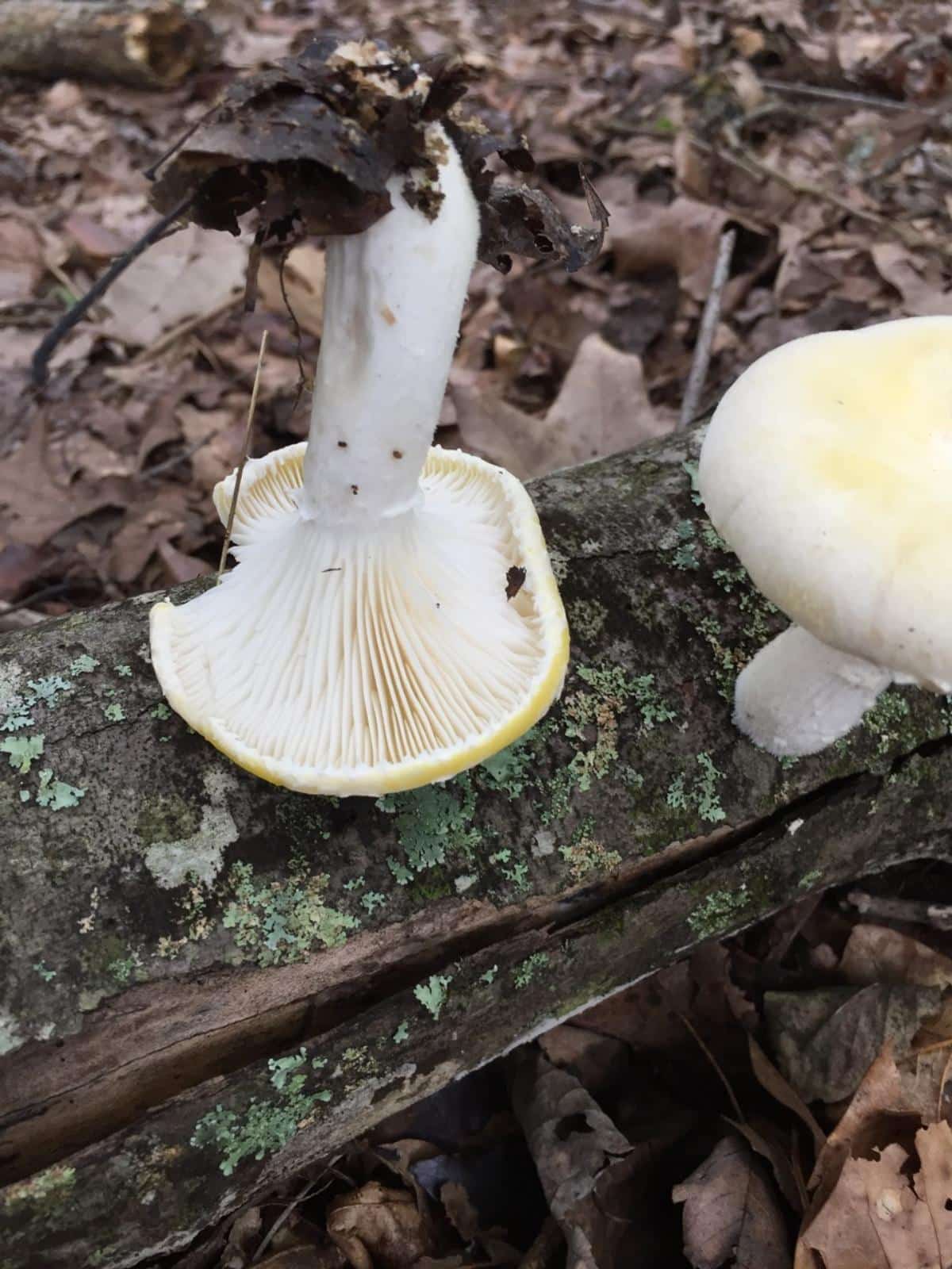 gills of veiled oyster